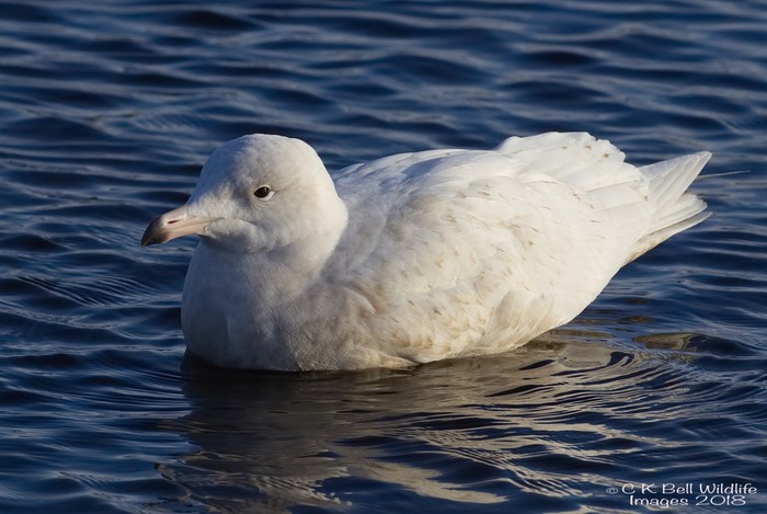 Glaucous Gull