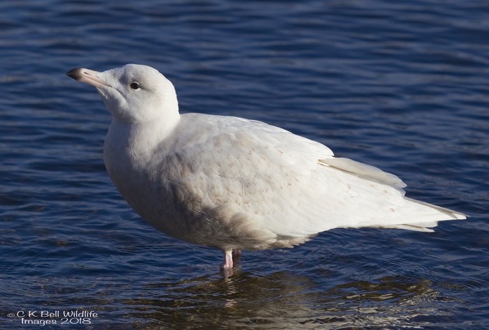 Glaucous Gull