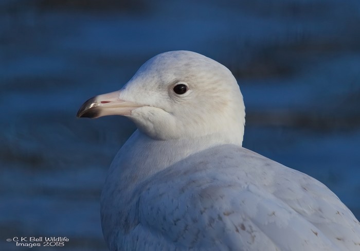 Glaucous Gull