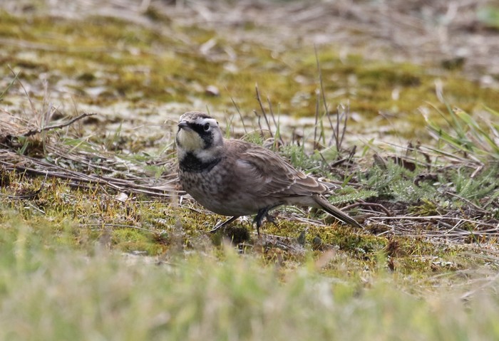 Horned Lark