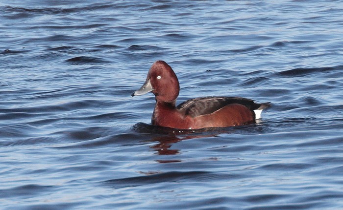 Ferruginous Duck