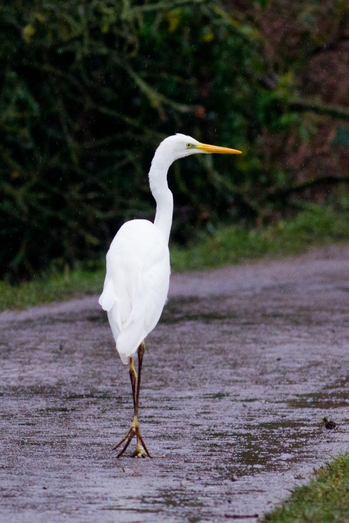 Great White Egret