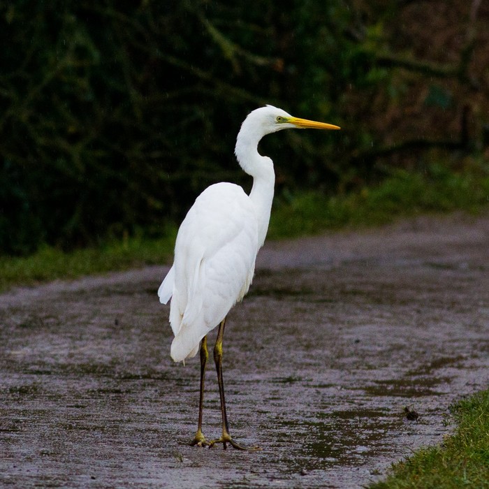 Great White Egret