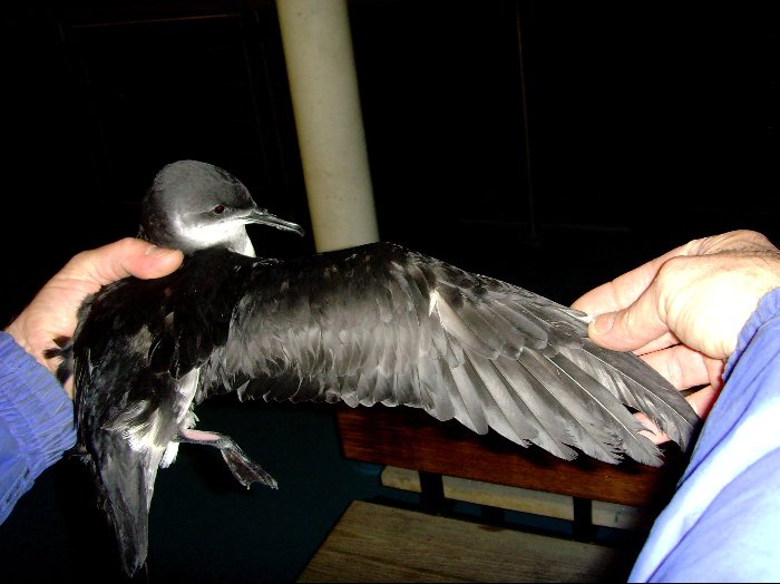 Manx Shearwater