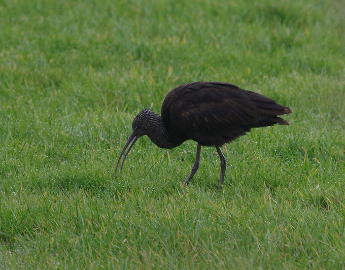 Glossy Ibis