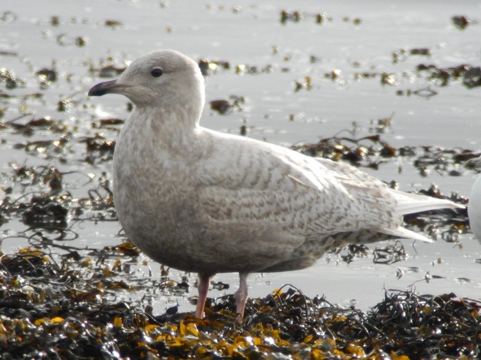 Iceland Gull