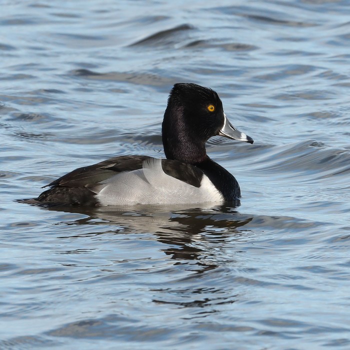 Ring-necked Duck