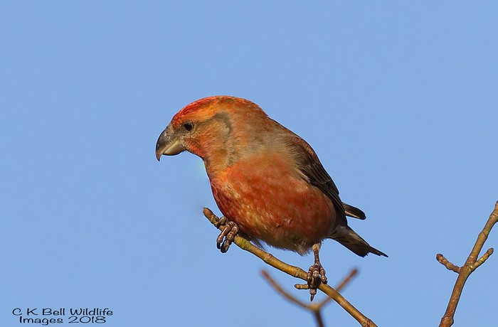 Parrot Crossbill