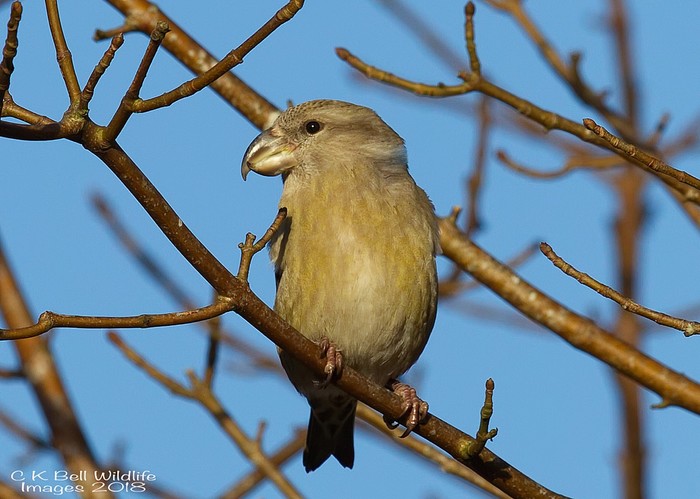 Parrot Crossbill