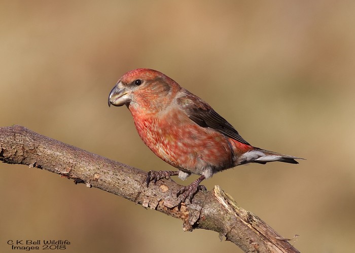 Parrot Crossbill