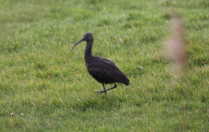 Glossy Ibis