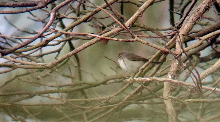 Siberian Chiffchaff