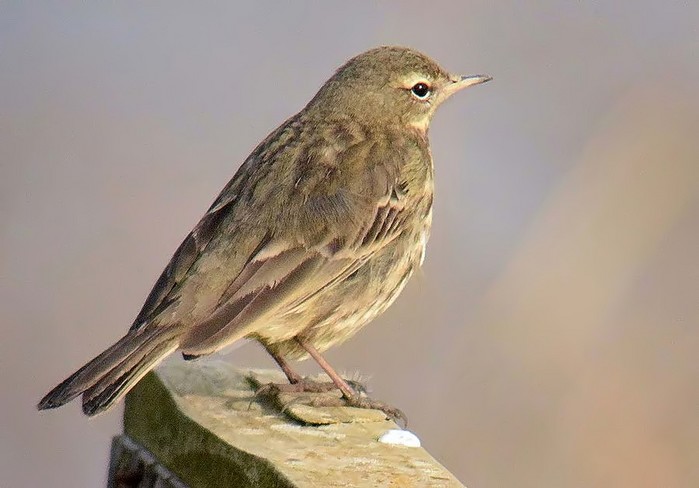 Rock Pipit