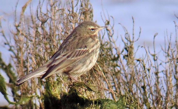 Rock Pipit
