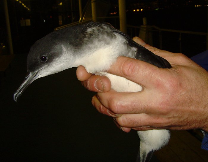 Manx Shearwater