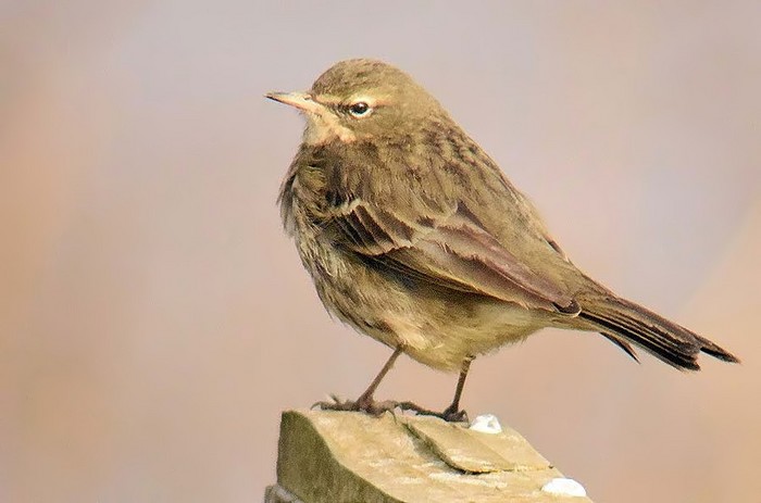 Rock Pipit