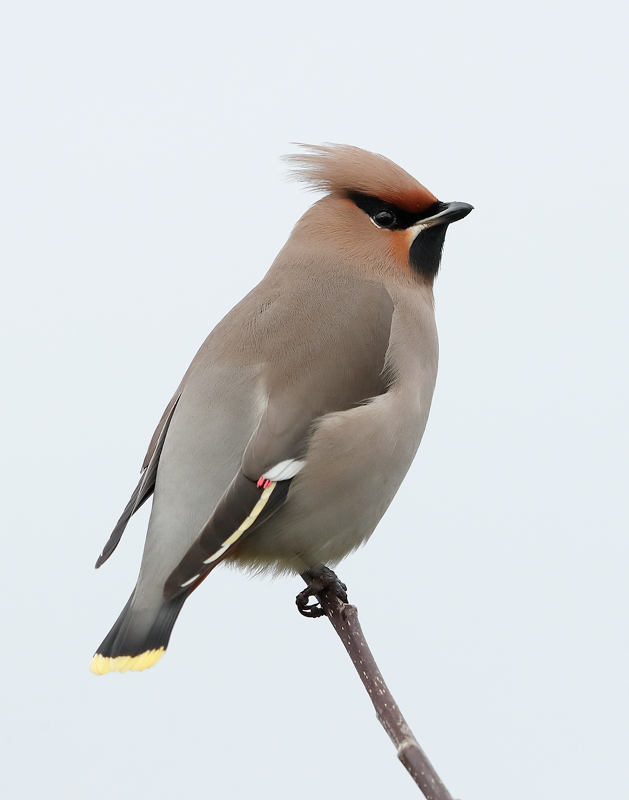 Waxwing