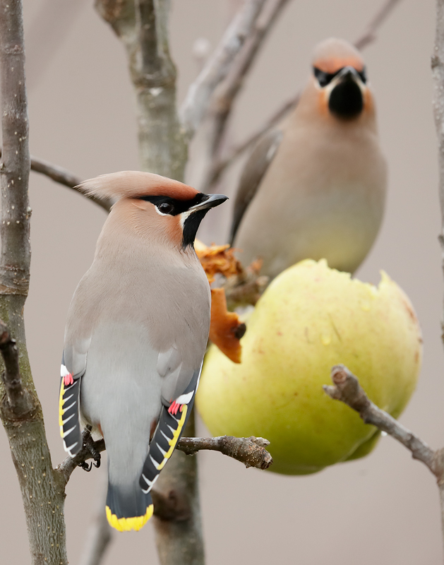 Waxwing