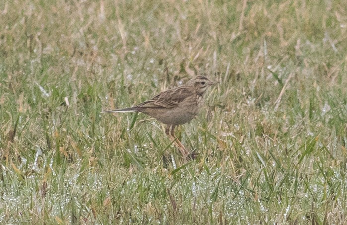 Richard's Pipit