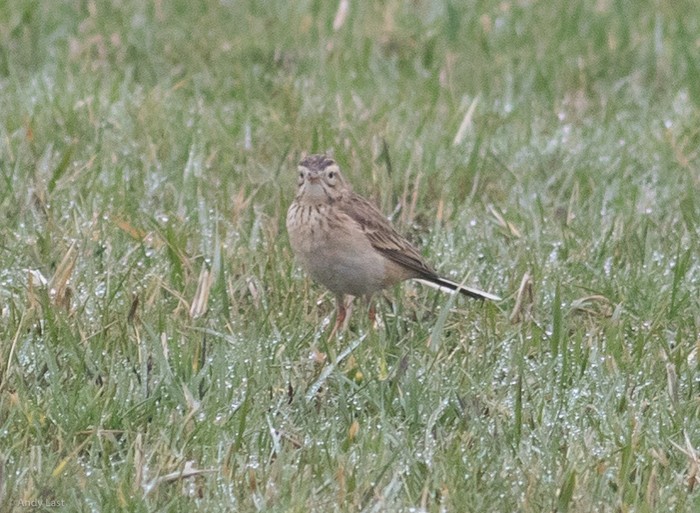 Richard's Pipit