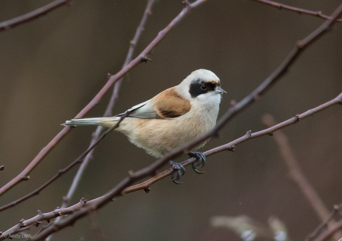 Penduline Tit