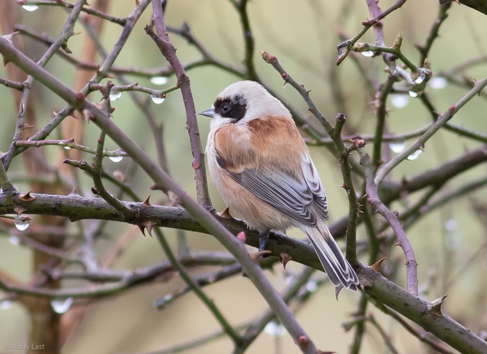 Penduline Tit