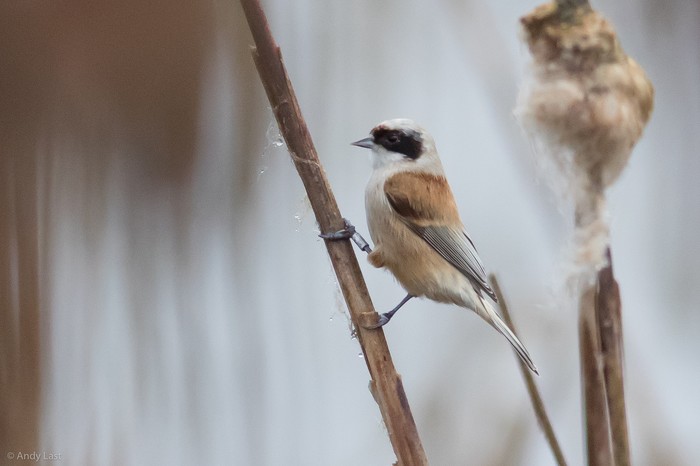 Penduline Tit