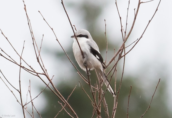 Great Grey Shrike