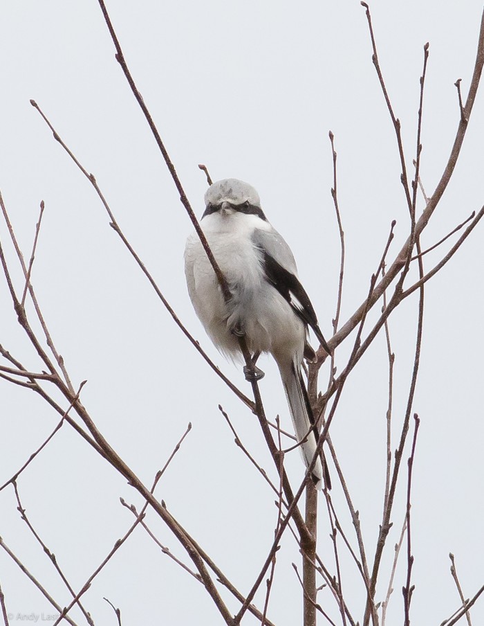 Great Grey Shrike