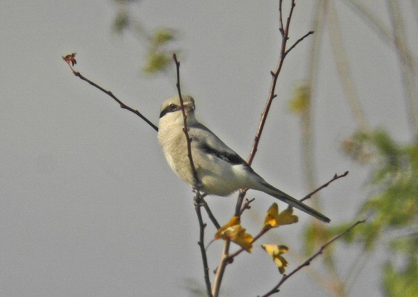 Great Grey Shrike