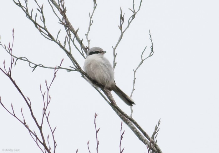 Great Grey Shrike