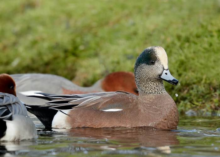 American Wigeon