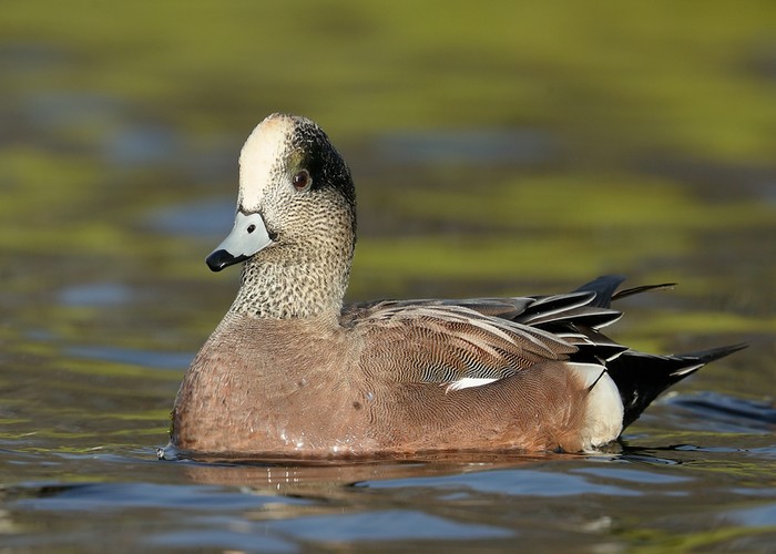 American Wigeon