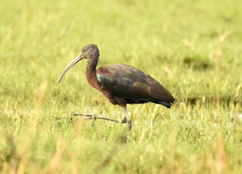 Glossy Ibis