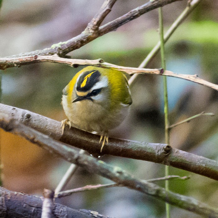 Firecrest