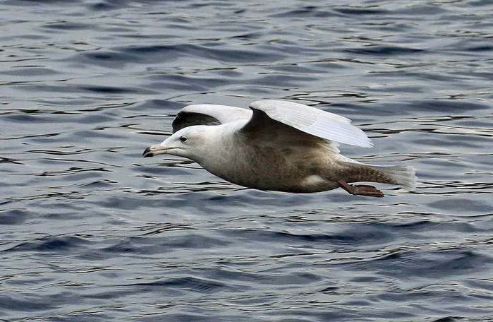 Glaucous Gull