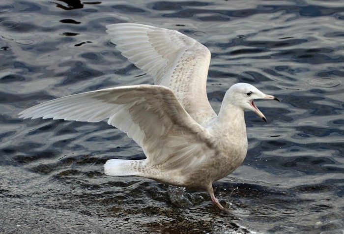 Glaucous Gull