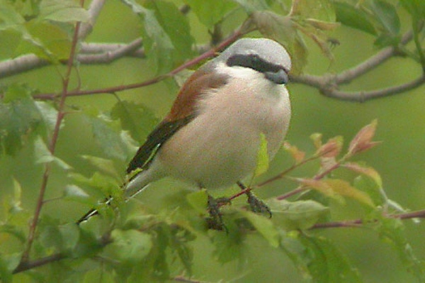 Red-backed Shrike
