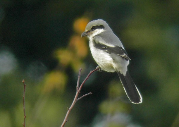 Great Grey Shrike