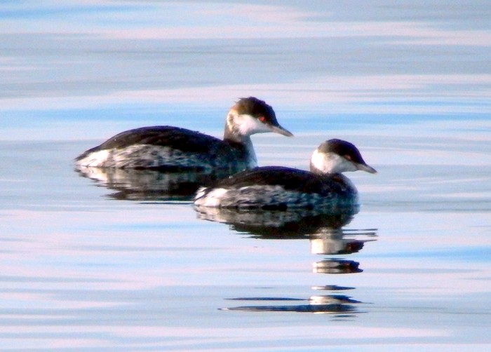 Slavonian Grebe