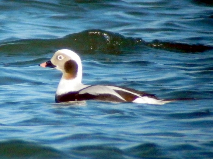 Long-tailed Duck