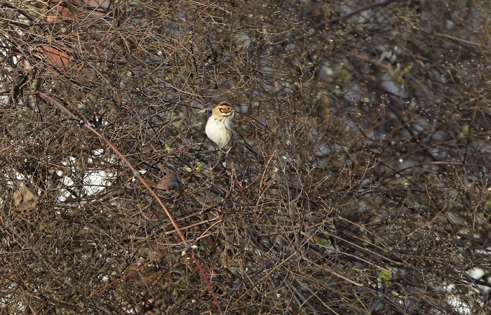 Little Bunting