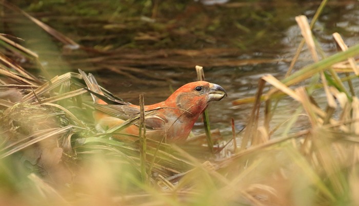 Parrot Crossbill
