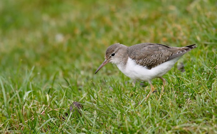Spotted Sandpiper