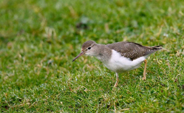 Spotted Sandpiper