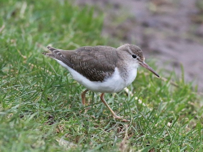 Spotted Sandpiper