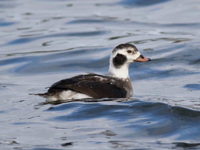Long-tailed Duck