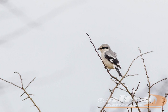 Great Grey Shrike