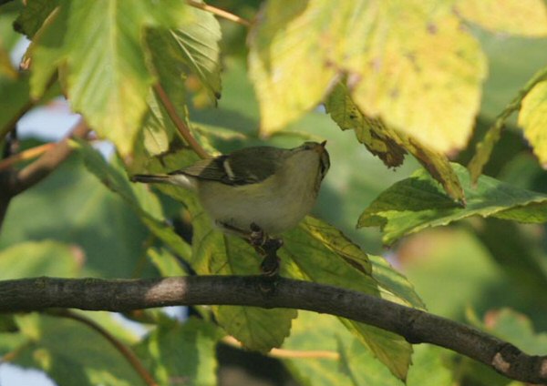 Yellow-browed Warbler