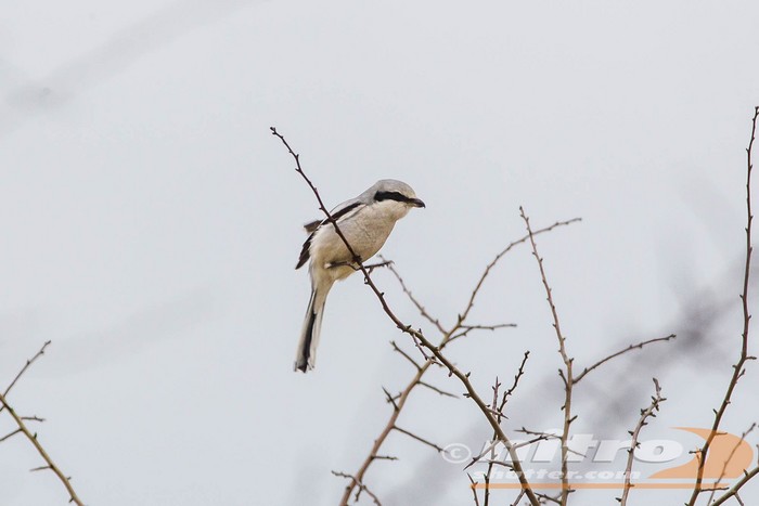 Great Grey Shrike